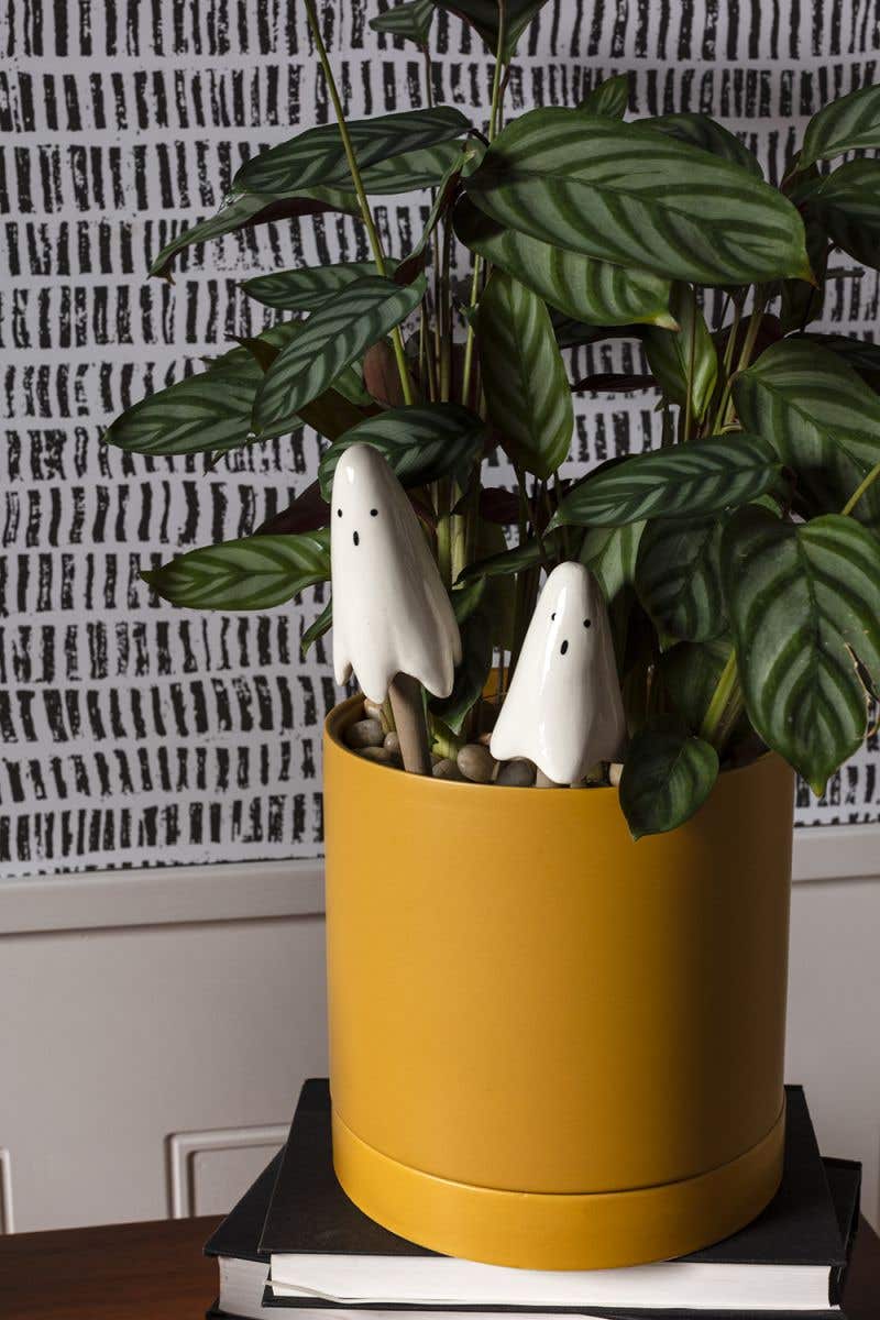 CASPER PLANT STICKS
