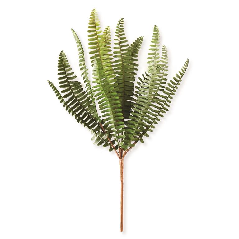 14.5" Fish Bone Fern Stem