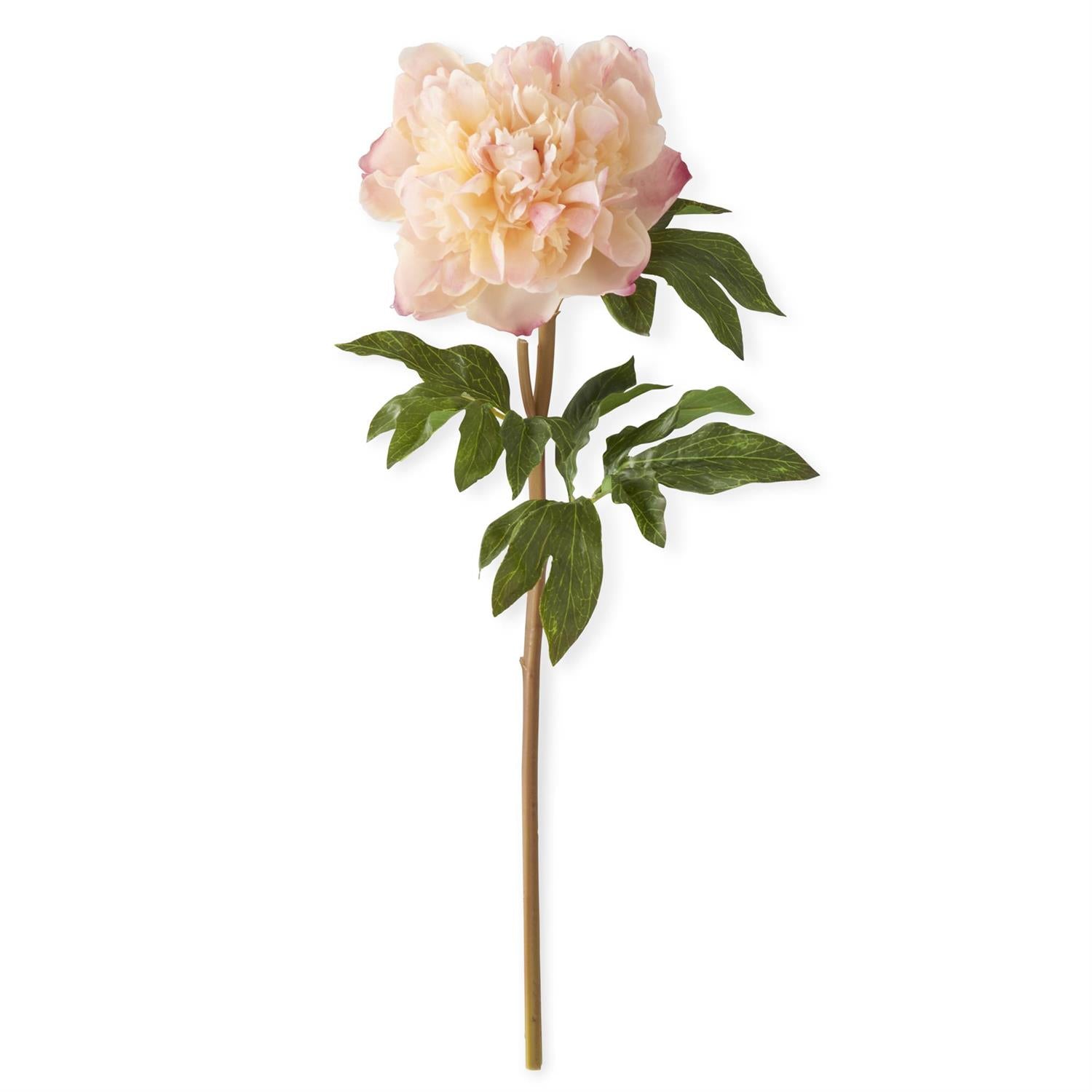 21.5 Inch Coral Charm Real Touch Peony Stem