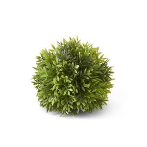 6 inch Podocarpus Ball- Green